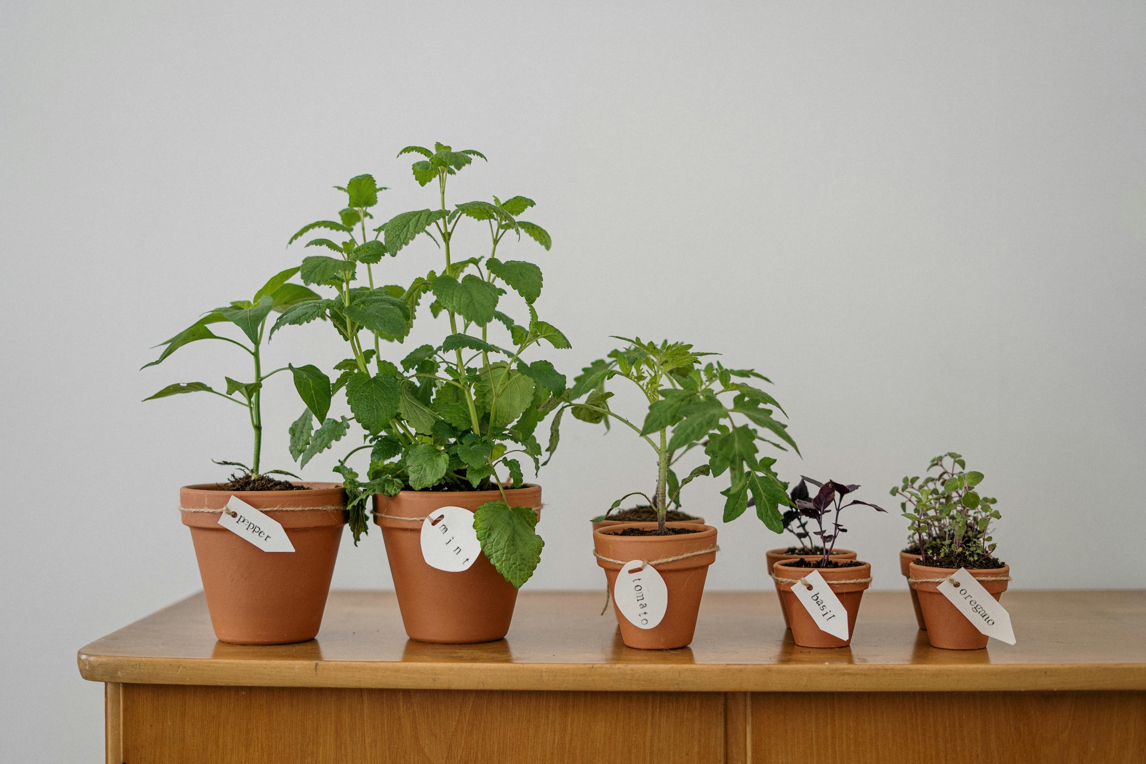 Who would use Tuki - the marketplace app for plants?